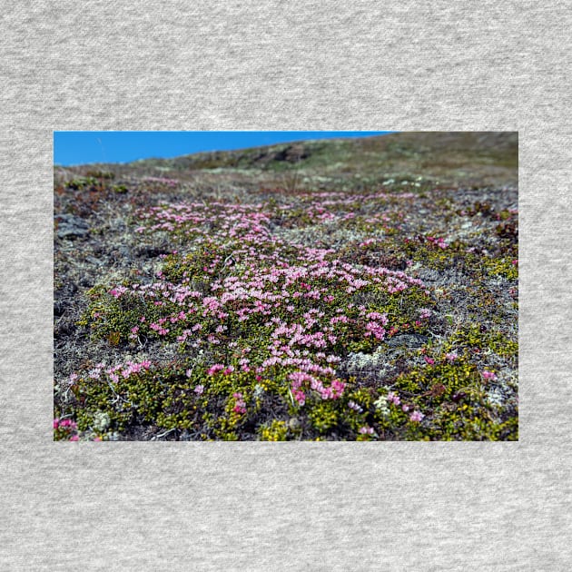 Petite Flowers of the Tundra by andykazie